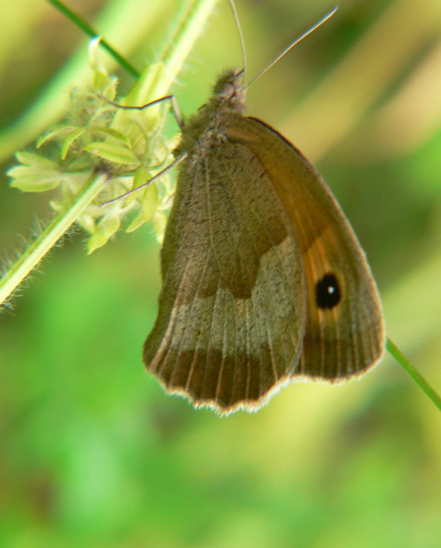 Satyridae da identificare (2) - Maniola jurtina